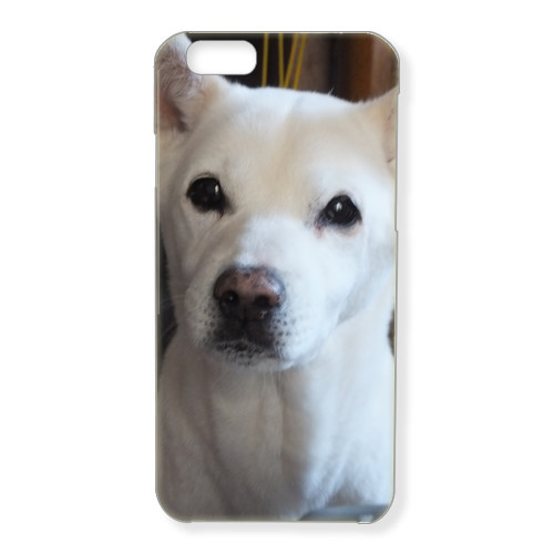 犬no1