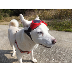 デザイン名/ 犬no3