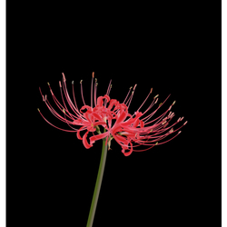 デザイン名/ 彼岸黒1