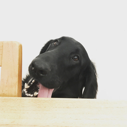 デザイン名/ sue