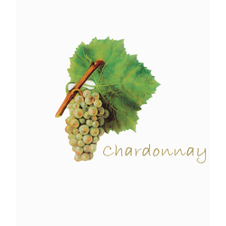 デザイン名/ Aquira’ｓ