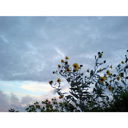 デザイン名/ なつのひまわり