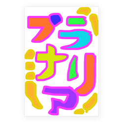 プラナリア 不死身生物 分裂ちゃん