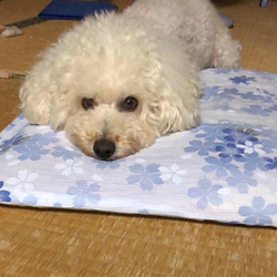 デザイン名/ ハチくん