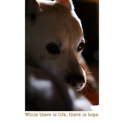 デザイン名/ While there is life, there is hope