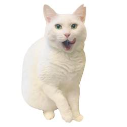 デザイン名/ Yone 2020-3