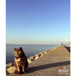 デザイン名/ I am a cat（No name yet）