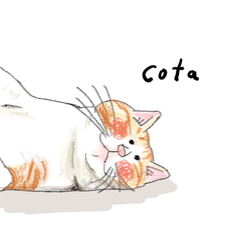 デザイン名/ cotaさん