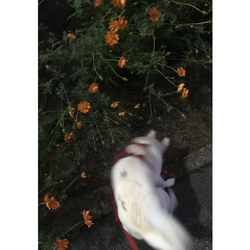 デザイン名/ 音ブレv2